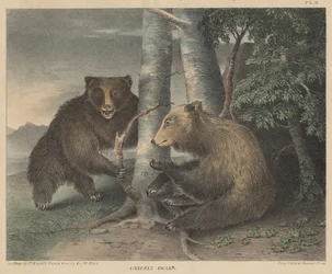 Grizzlybären, graviert von Thomas Doughty, aus Doughtys The Cabinet of Natural History and American Rural Sports, 1830